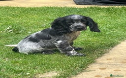Cocker Spaniel dogs for sale: BEAUTIFUL COCKER SPANIEL PUPPIES - Image 3