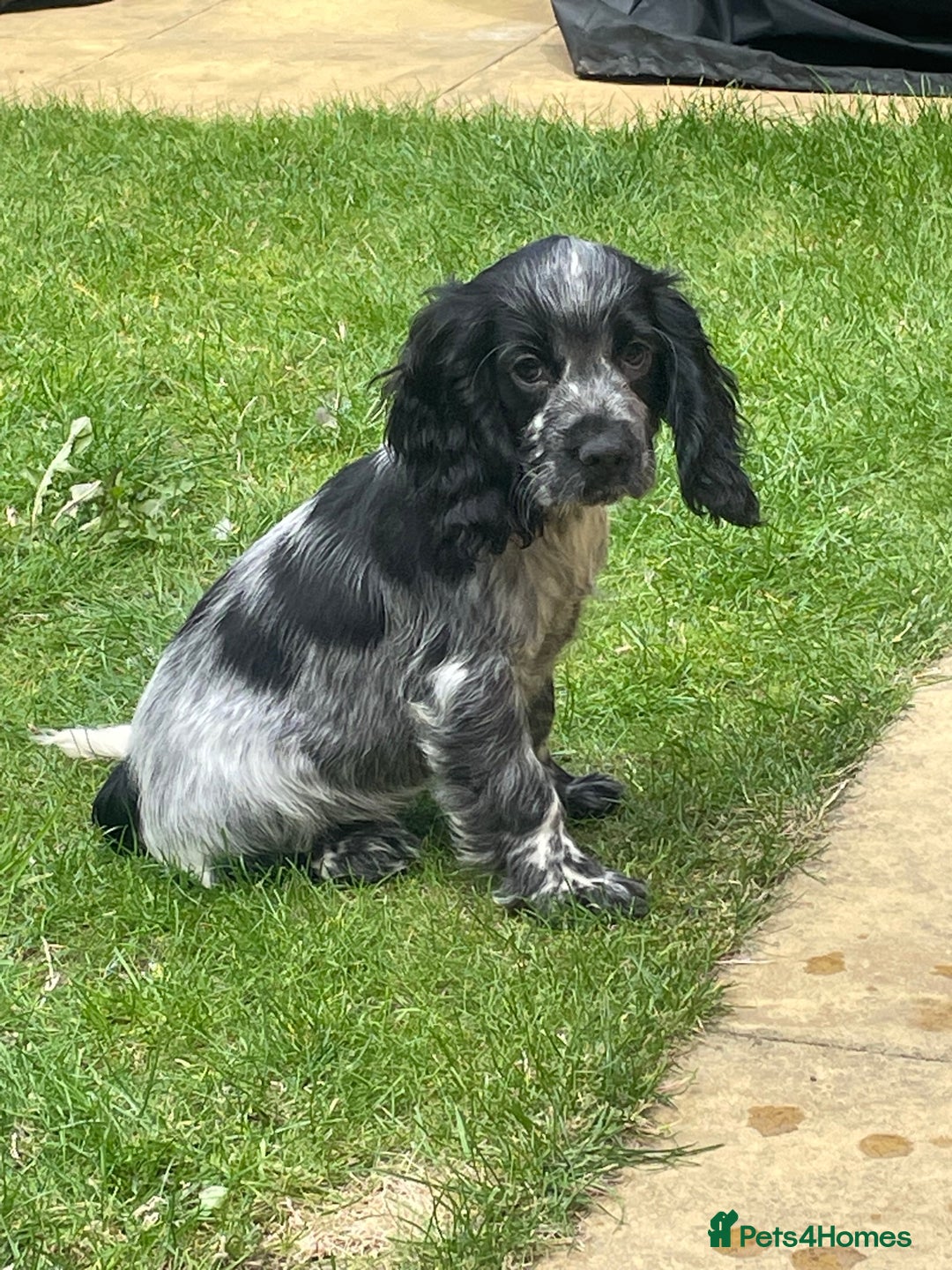 Cocker Spaniel dogs for sale: BEAUTIFUL COCKER SPANIEL PUPPIES - Image 3