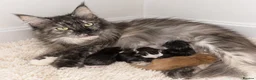 Maine Coon cats for sale: BEAUTIFUL MAINE COON KITTENS, POLY AND NON POLY  - Advert 3