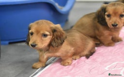 Miniature Dachshund dogs for sale: Miniature long-haired puppies  - Image 1