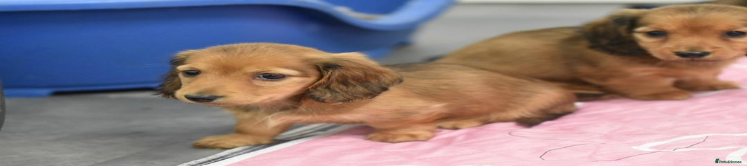 Miniature Dachshund Puppy 3