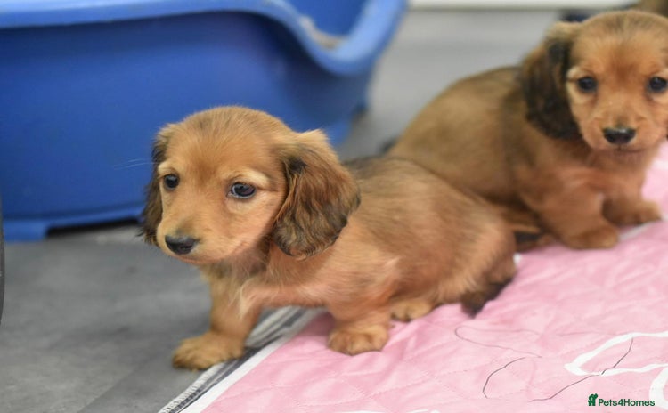 Miniature Dachshund dogs - Advert 11