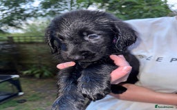 Flat coated Retriever dogs for sale: Flat coat Retriever puppies  - Image 1