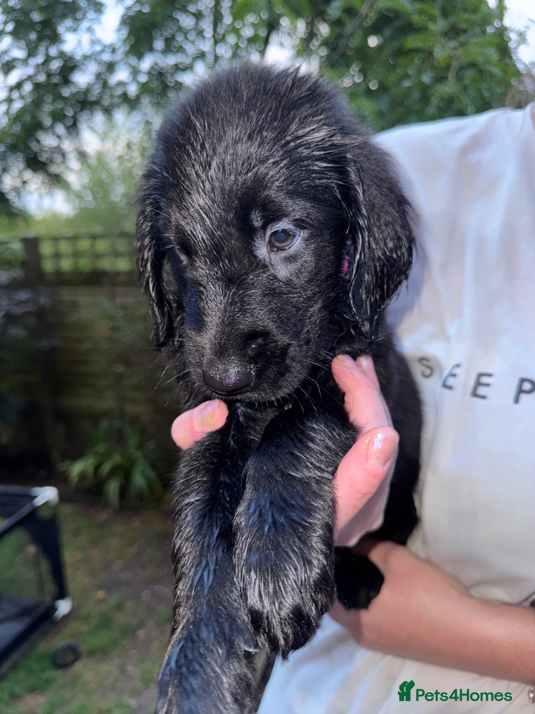 Flat coated Retriever dogs for sale: Flat coat Retriever puppies  - Image 1