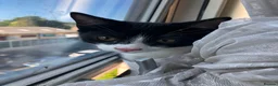 Domestic Shorthair cats for sale: Adorable Tuxedo domestic shorthairs - Advert 3