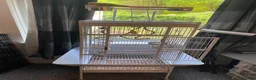 Parrots birds for sale: Pineapple conure Rio  in Blackburn - Advert 3