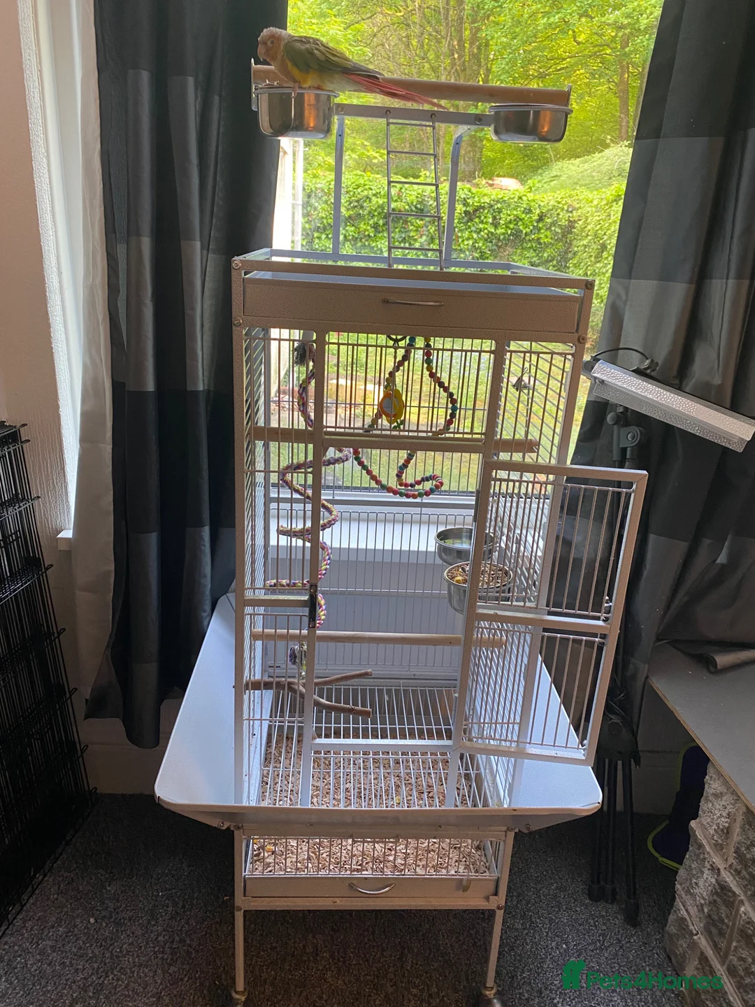 Parrots birds for sale: Pineapple conure Rio  in Blackburn - Advert 3