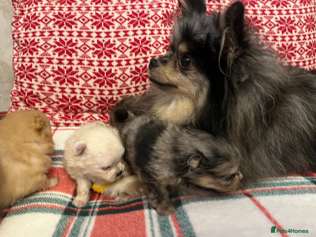 Pomeranian dogs for sale: Stunning Pomeranian puppys - Advert 2