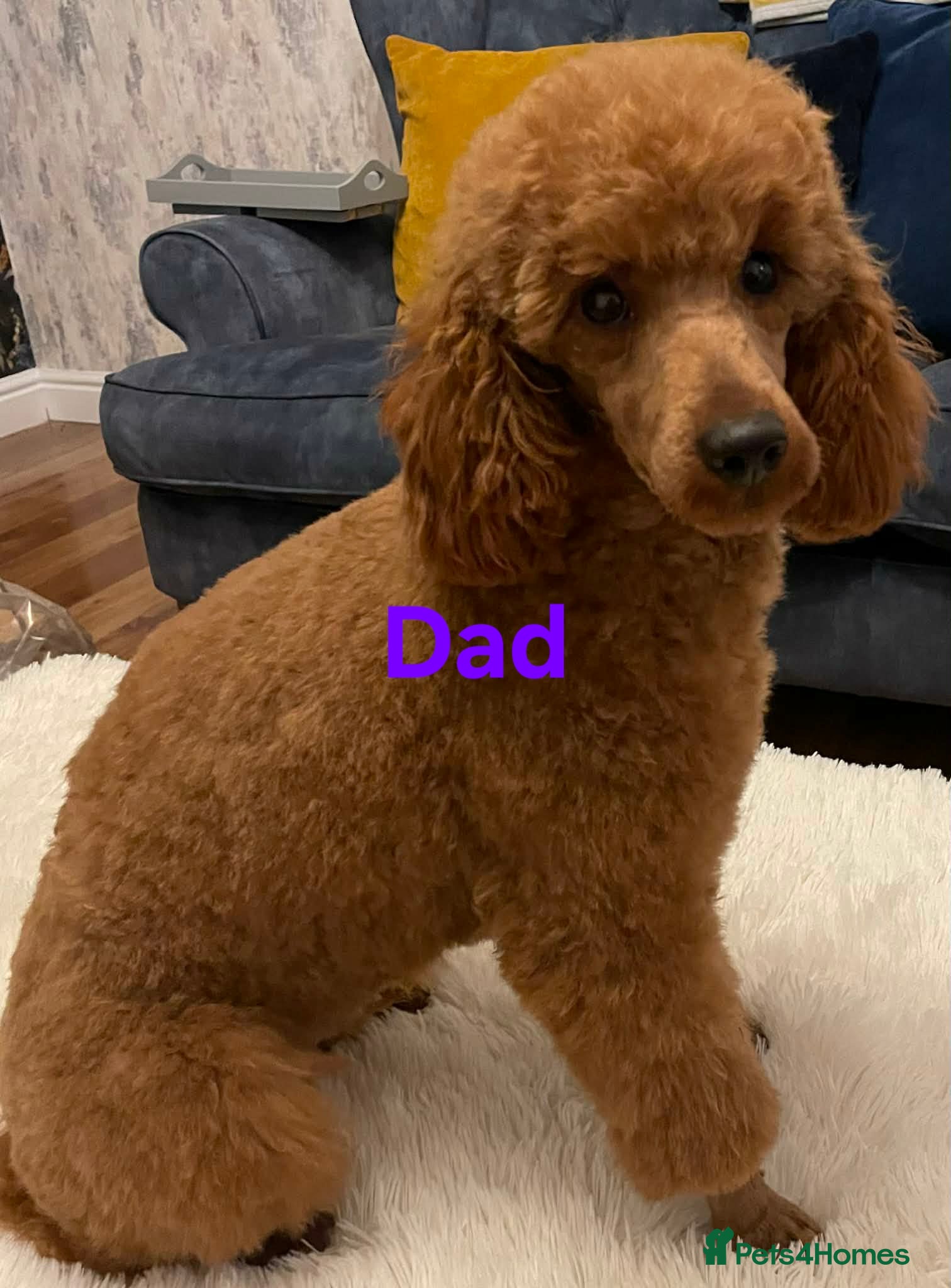 Mini Goldendoodle dogs for sale: Mini F1B Goldendoodles in Ballymoney - Advert 14