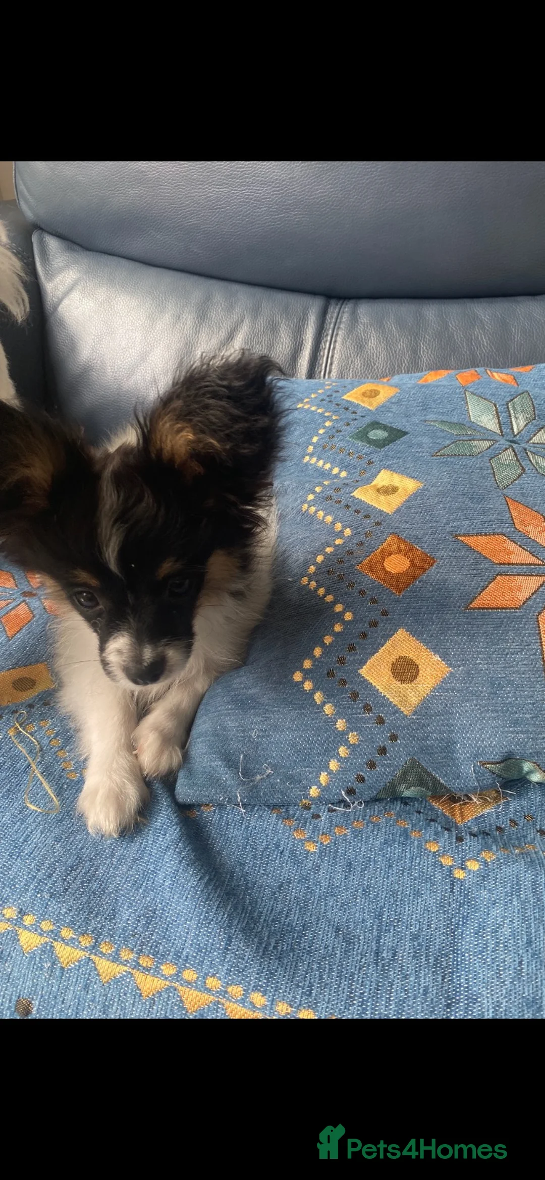 Papillon dogs for sale: Beautiful boy puppy  - Advert 10
