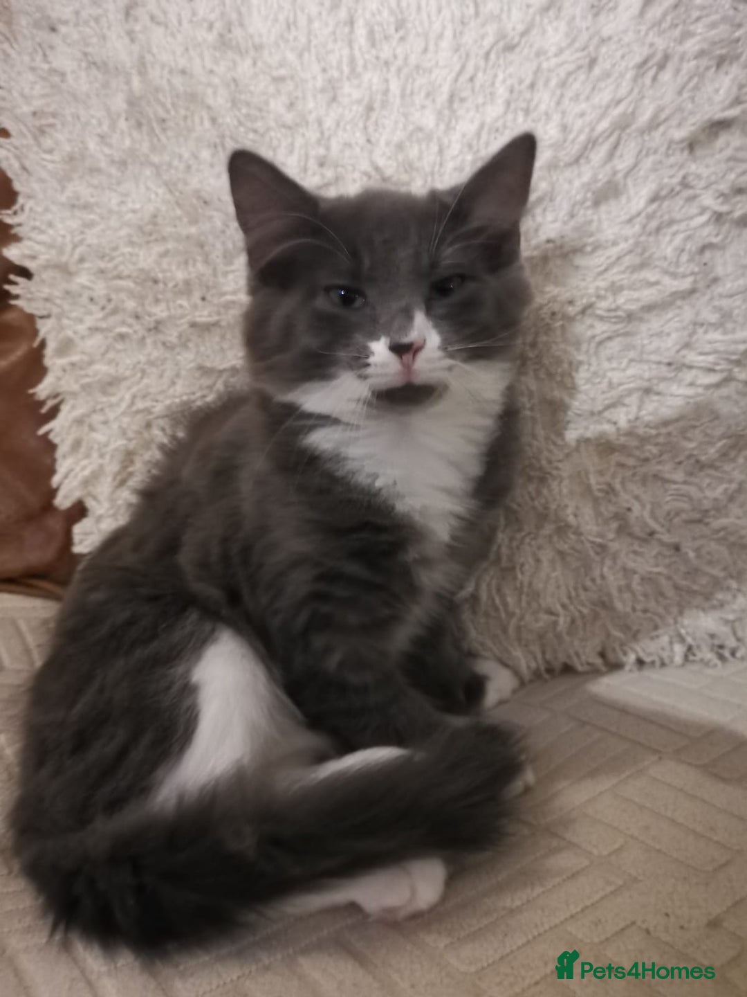 Domestic Shorthair cats for sale: Kittens for sale urgent - Advert 3