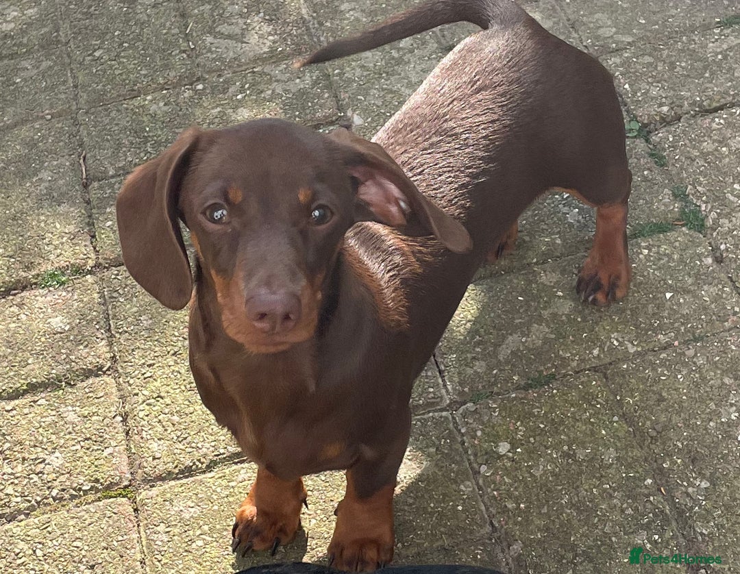 Miniature Dachshund dogs for stud: Mini Smooth Choc/Tan Male Dachshund (Stud only) - Advert 4