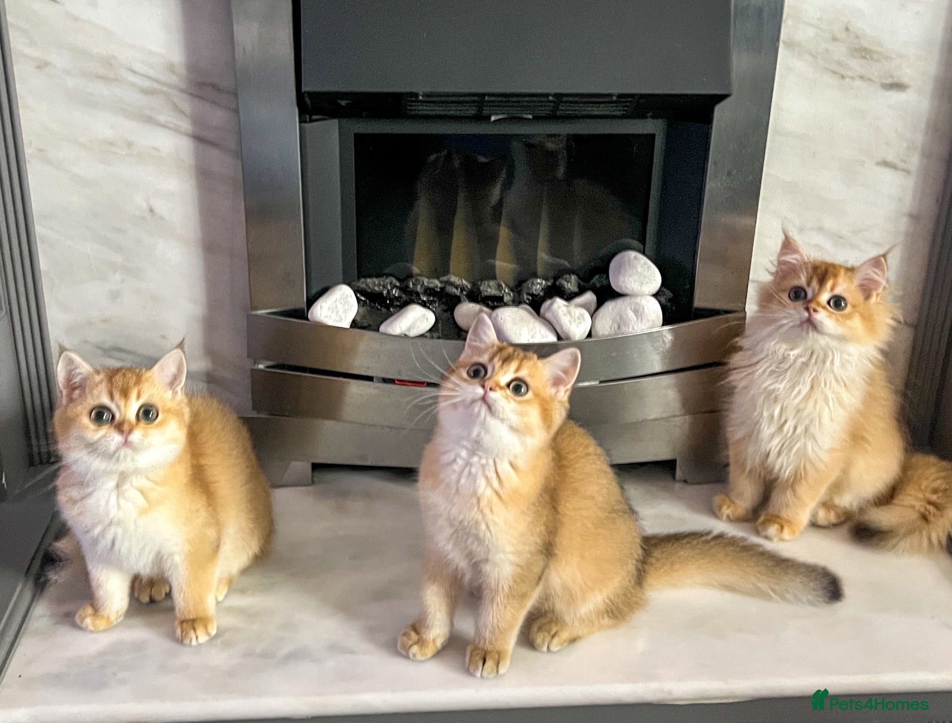 British Shorthair cats Beautiful Golden British Shorthair Kittens   - Advert 1