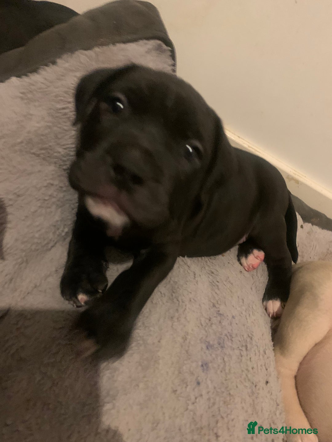 Mixed Breed dogs for sale: Miss Leanne smith - Advert 6