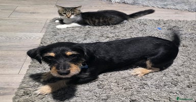 Mixed Breed cats - Advert 6