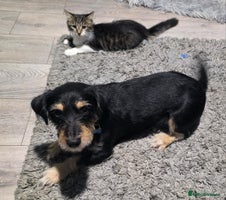 Mixed Breed cats - Advert 9