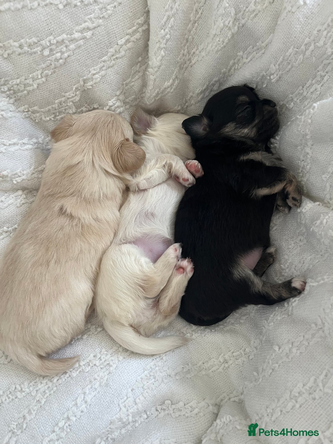 Chihuahua dogs for sale: Long haired chihuahua puppies - Image 5