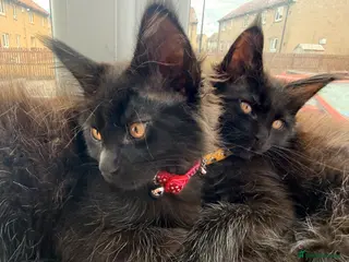 Maine Coon cats Main coon male - Advert 3