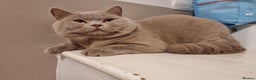 British Shorthair cats for stud: Proven Stud - British lilac Shorthair - Advert 5
