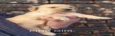 Golden Retriever Pink Girl 