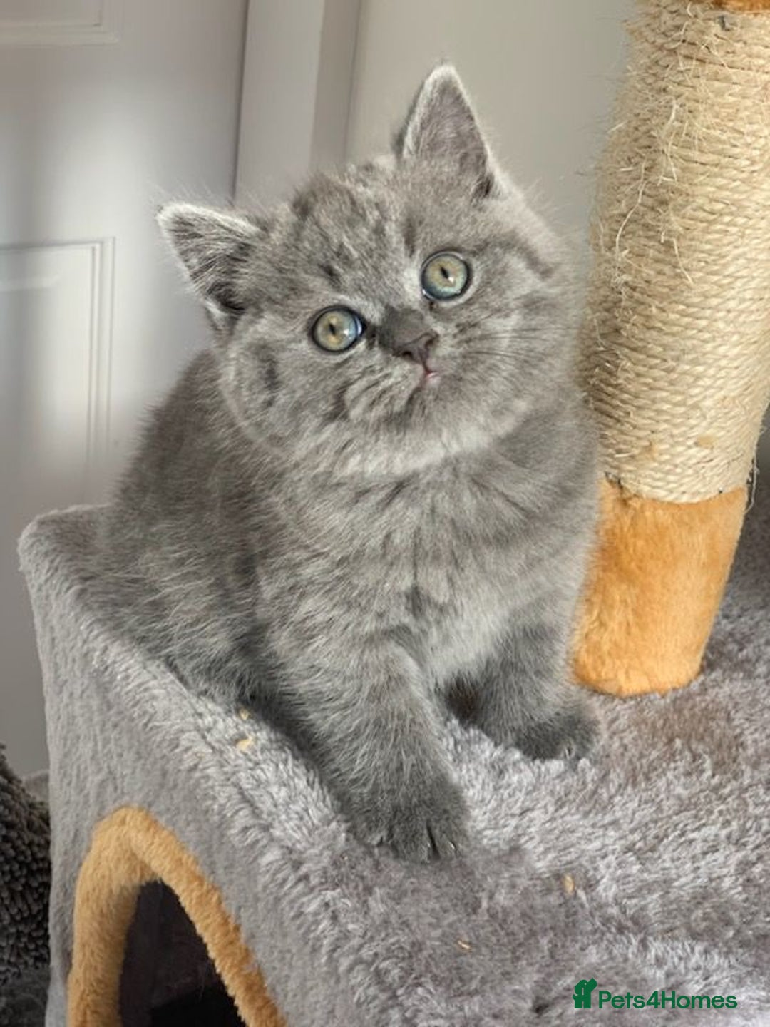 British shorthair Kittens for sale Pets4Homes