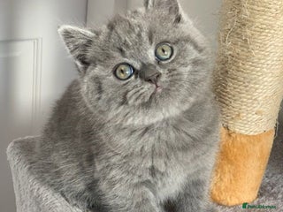 British Shorthair cats - Advert 2