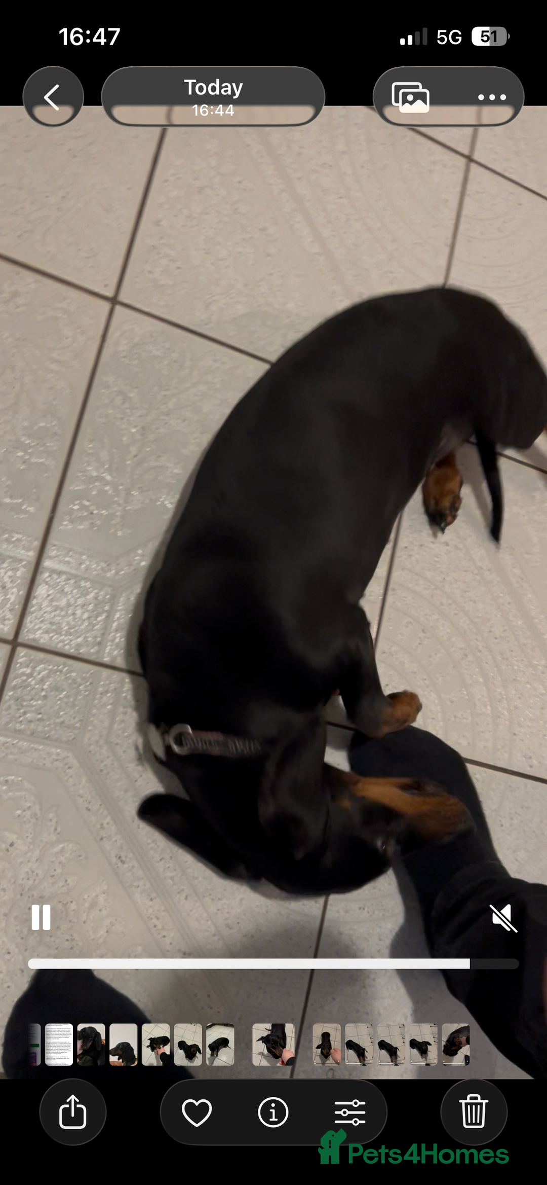 Dachshund dogs for sale: Dachshund Bitch for sale.(Ruby) - Advert 2