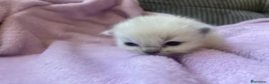 Ragdoll 1