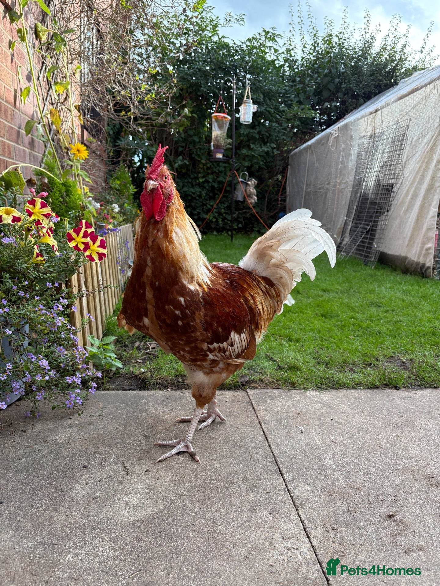 Chickens poultry rooster  - Advert 1