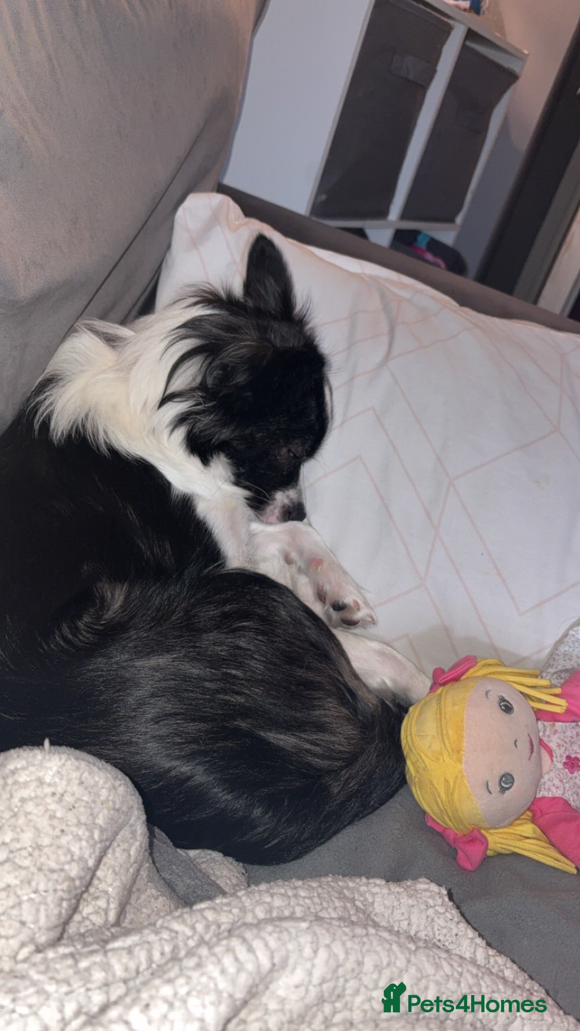 Mixed Breed dogs Female dog , 1 year.  - Advert 1