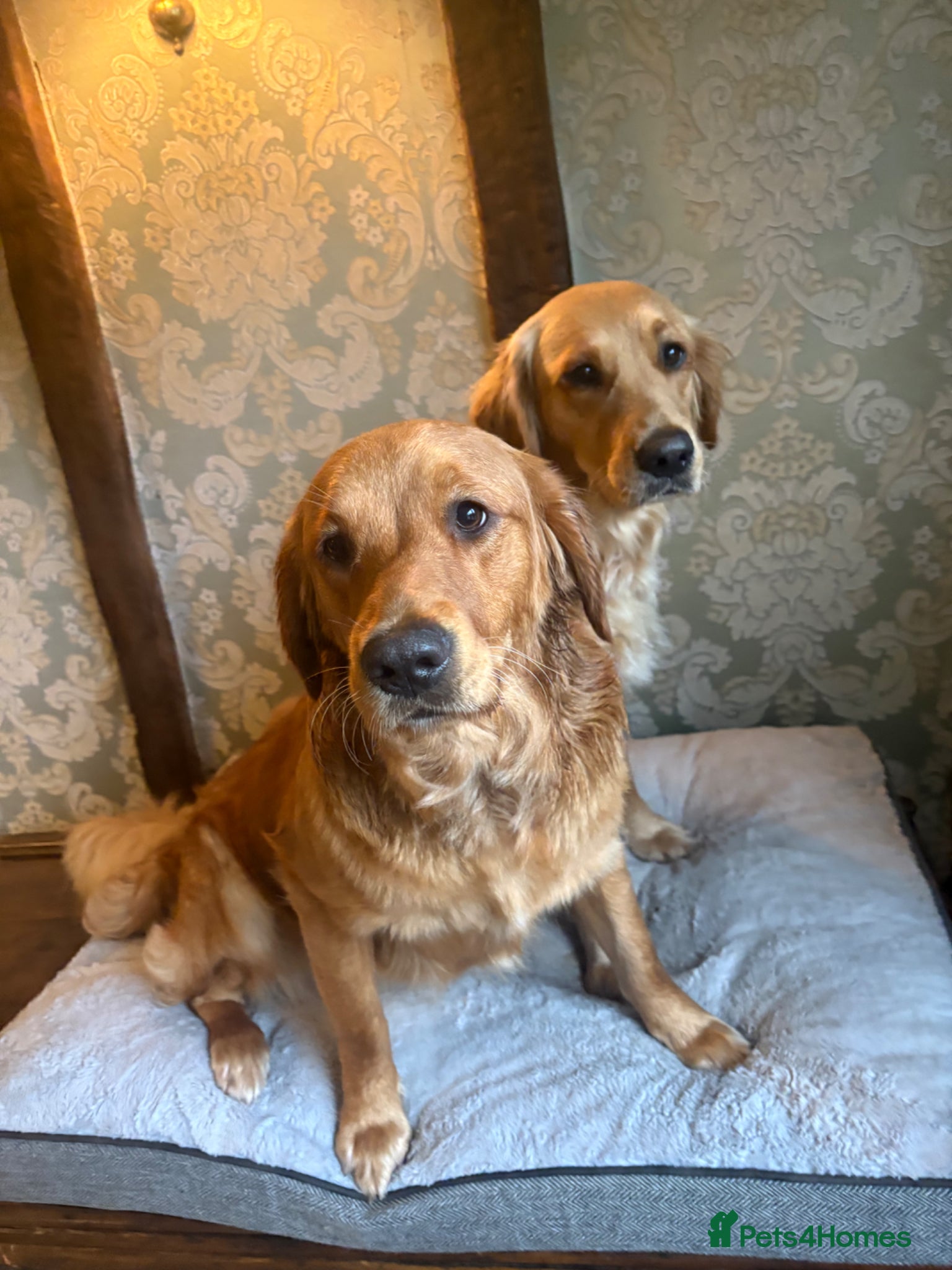 Golden Retriever dogs Champion lined GOLDEN RETRIEVER puppies - Advert 8