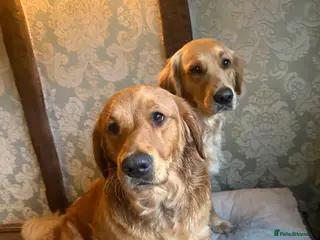 Golden Retriever dogs Champion lined GOLDEN RETRIEVER puppies - Advert 8