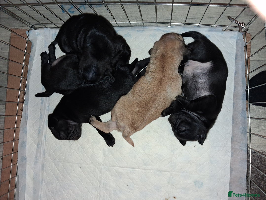 Pug dogs for sale: 5 adorable pug puppies for sale  - Advert 25