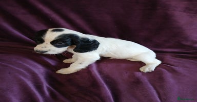 English Springer Spaniel dogs - Advert 5