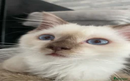 Ragdoll cats for sale: One left chocmink tabby mitted male  - Image 16