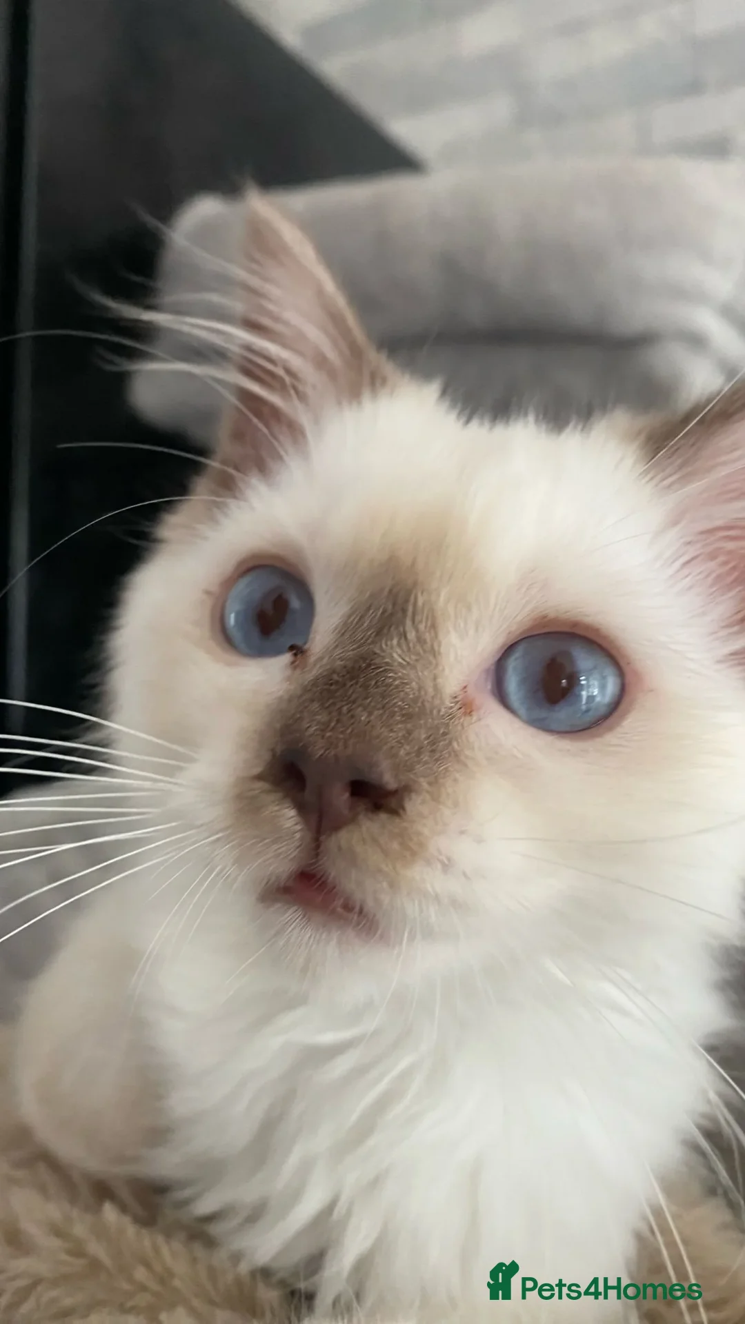 Ragdoll cats for sale: One left chocmink tabby mitted male  - Image 16
