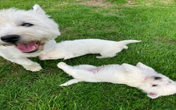 West Highland Terrier dogs for sale: GORGEOUS West Highland puppies - Image 13