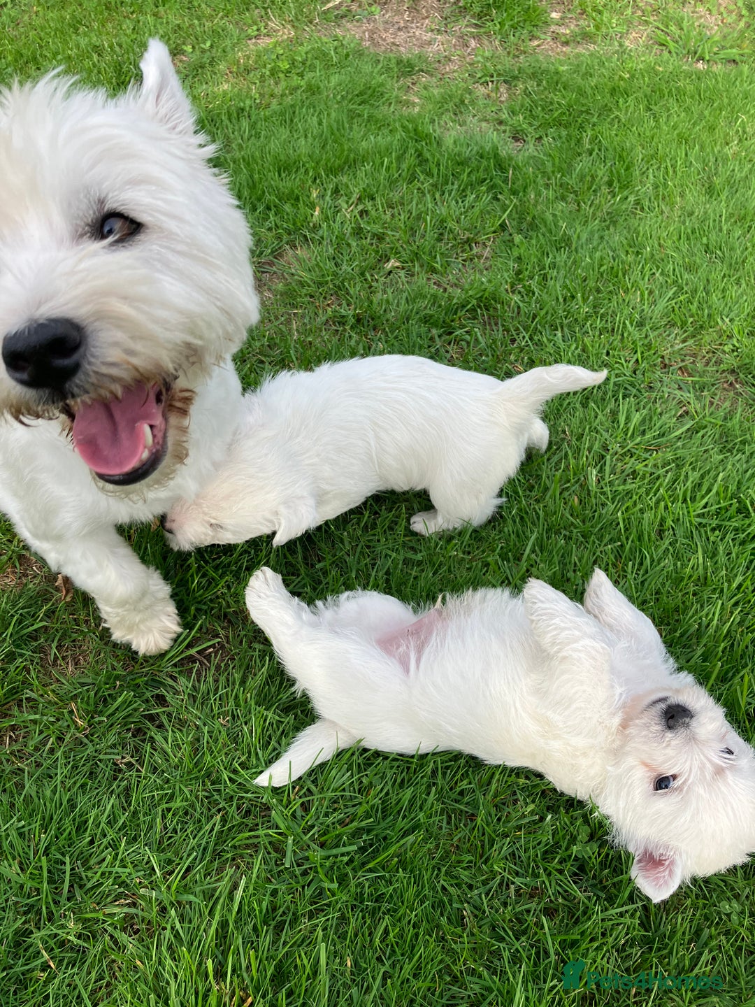 West Highland Terrier dogs for sale: GORGEOUS West Highland puppies - Image 13