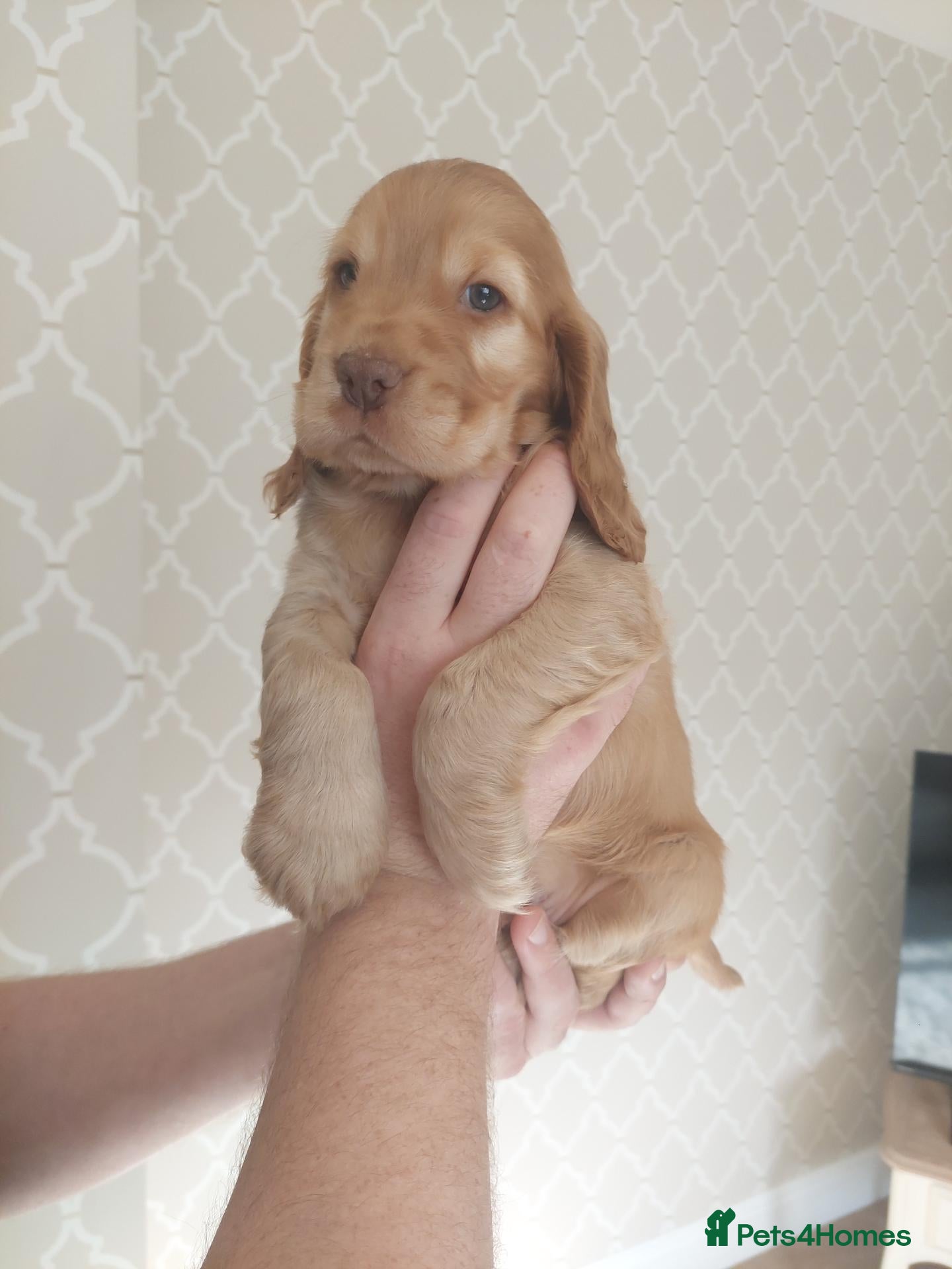 Cocker Spaniel dogs BEAUTIFUL KC REG SHOW TYPE COCKER SPANIEL PUPPIES - Advert 2