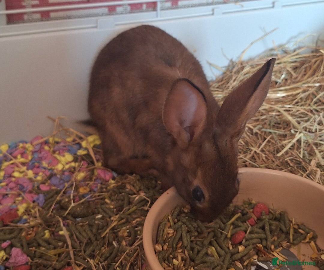 Belgian Hares rabbits for sale: Pure Belgian Hare babies for sale - Advert 4