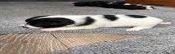Jack Chi dogs for sale: 6 Adorable Puppies for Sale-4 Black, 2 Blac &White in Stourport-on-Severn - Advert 14