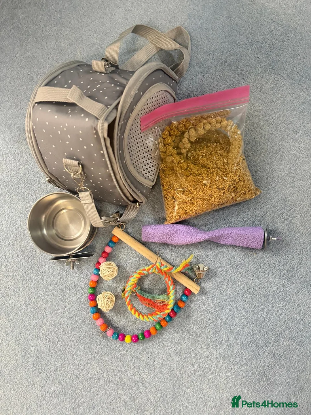 Budgerigars birds for sale: Rainbow helicopters, hand tame baby budgies  - Advert 14