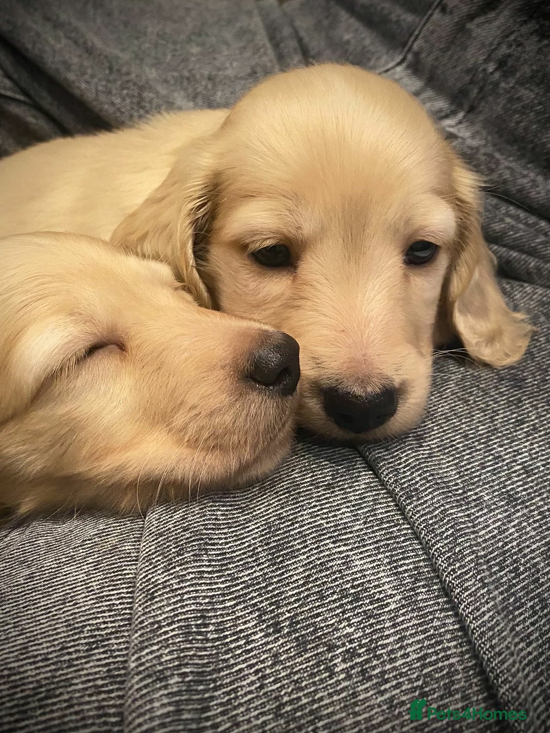 Miniature Dachshund dogs for sale: Pure cream longhaired miniature dachshund  - Advert 6