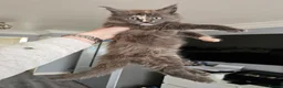 Maine Coon cats for sale: pure MAINE COONS - Advert 6