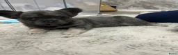 French Bulldog dogs for sale: Visual fluffy French bulldog pups  - Advert 14