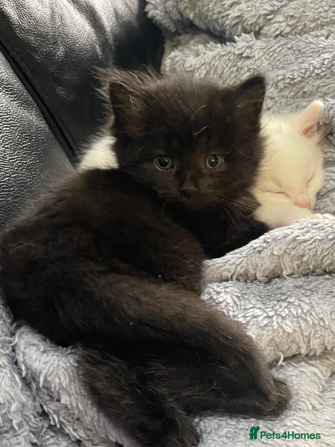 Mixed Breed cats for sale: Beautiful mixed kittens long and shorty hair - Advert 21