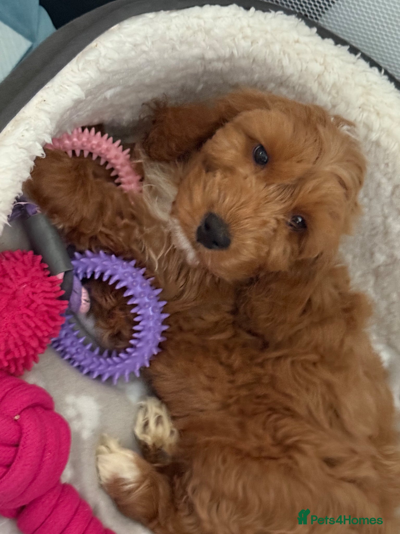 Cockapoo dogs for sale: Ginger the Cockapoo - Advert 8