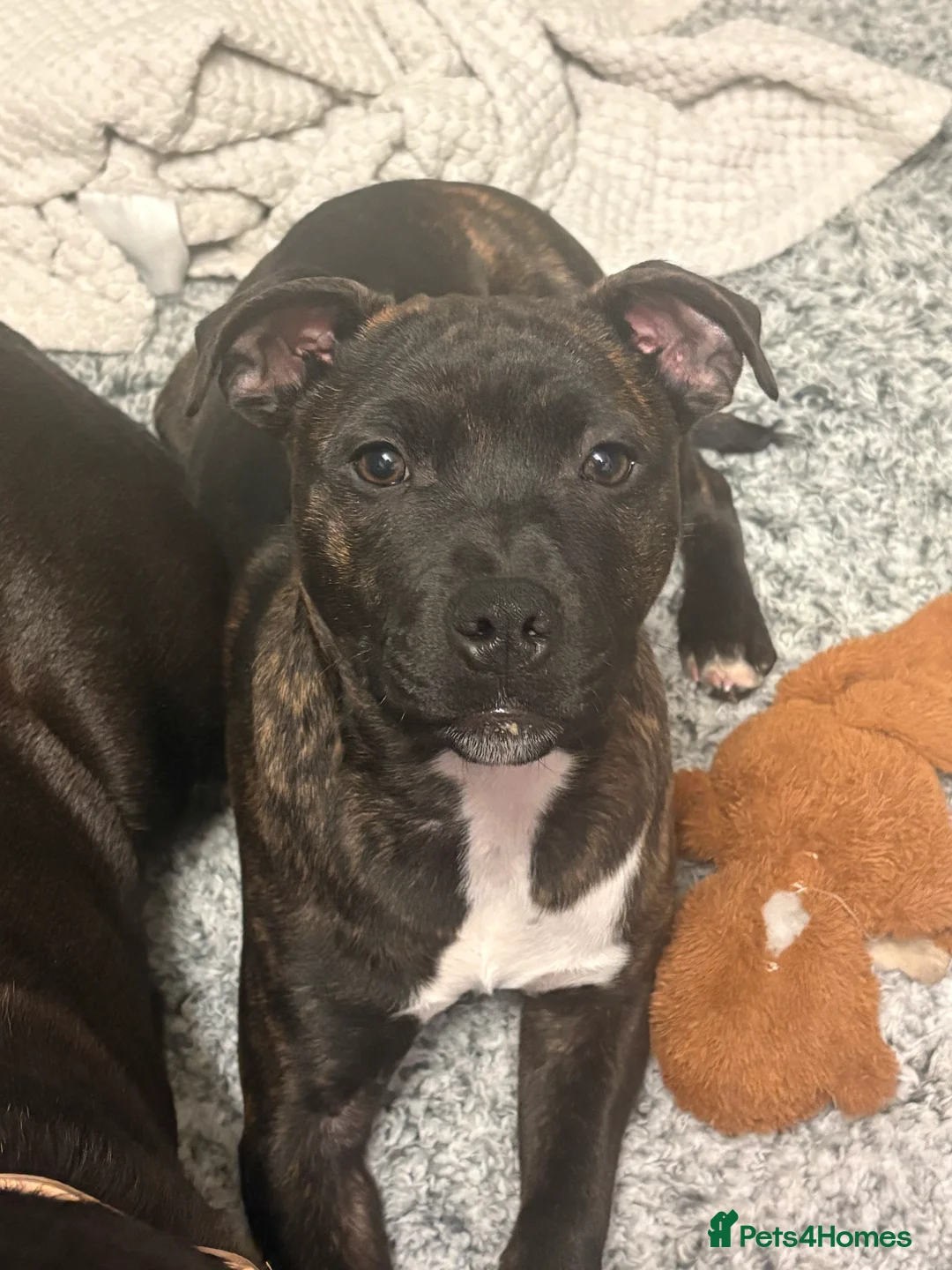 Staffordshire Bull Terrier dogs for sale: Staff  - Advert 2