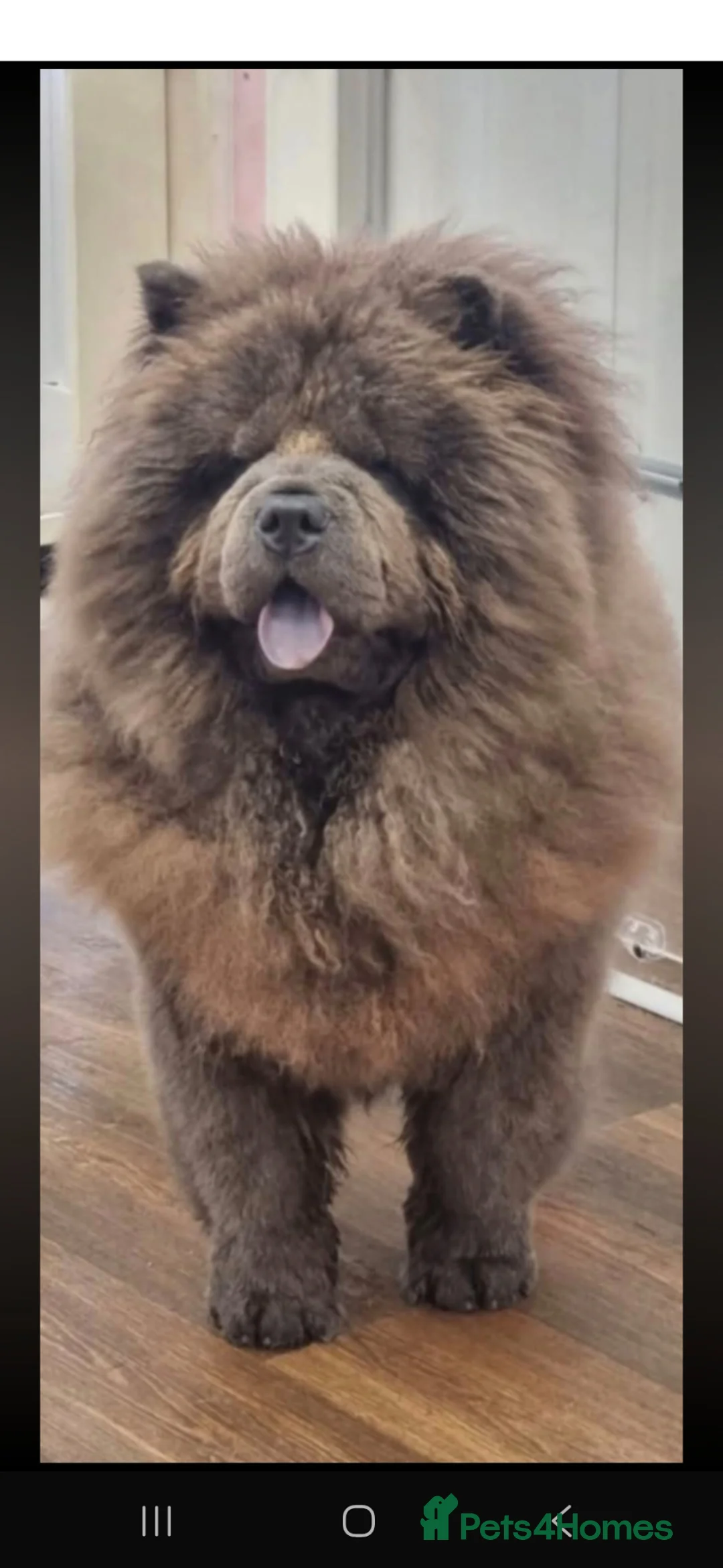 Chow Chow dogs for stud: Stud Dog Available  in Kilmarnock - Advert 3
