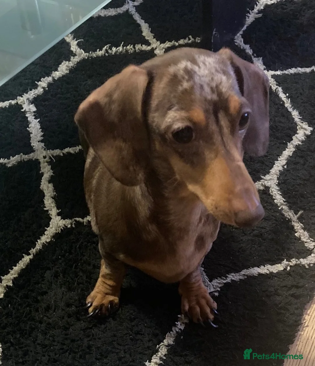 Miniature Dachshund dogs for sale: Pedigree miniature dachshund girl - Advert 2